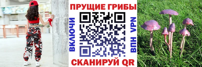 Галлюциногенные грибы Cubensis  Купить где  Апатиты 